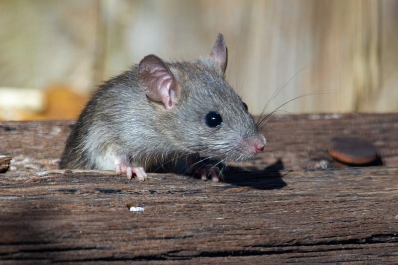 A rodent, a common household pest
